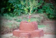आज हरिबोधिनी एकादशी, तुलसीको पूजाअराधना गरी मनाइँदै