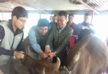 पोखरा लेखनाथ महानगरपालिकाद्धारा ट्यागिङ कार्यक्रम सुरु